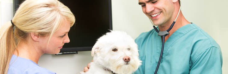 Basisopleiding Dierenartsassistent(e)