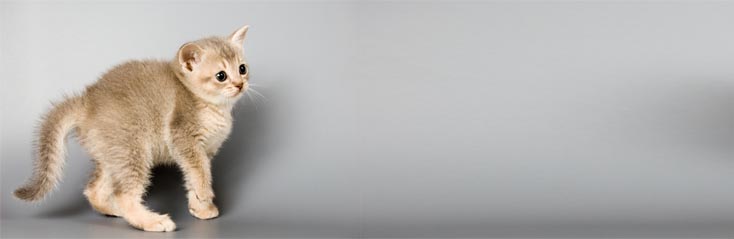 Het verzorgen van je huisdier