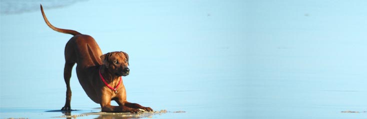 Het verzorgen van je hond