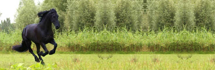 	Het verzorgen van je paard	