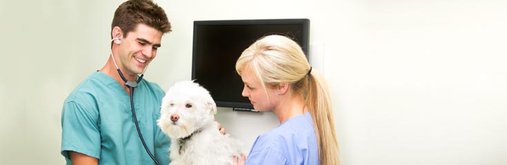 Basisopleiding Dierenartsassistent(e)