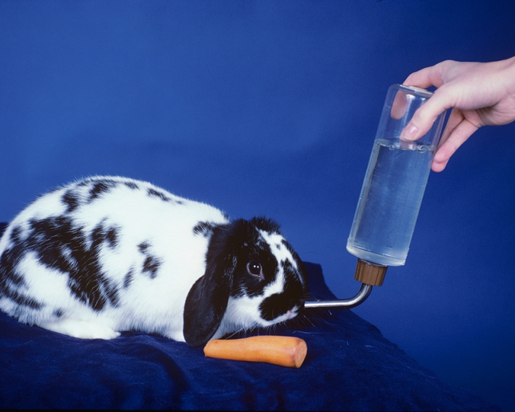 Dieren EHBO